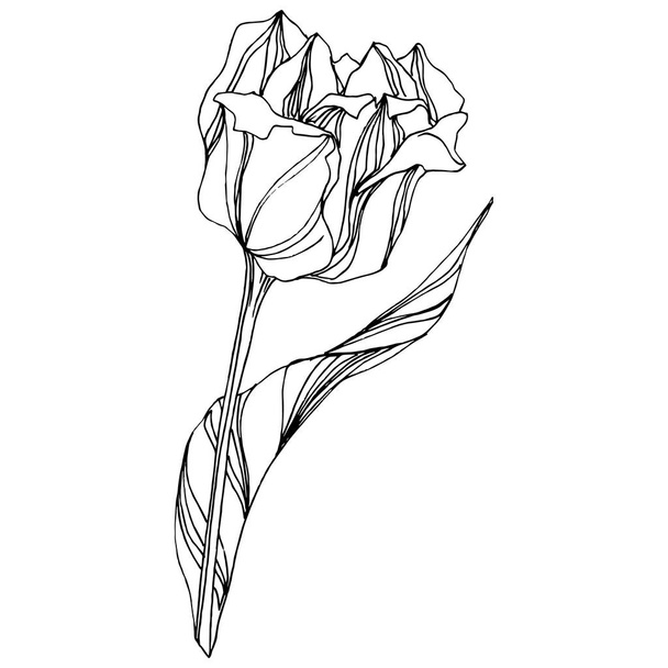 Vector Tulip Black and white engraved ink art. Floral botanical flower. Isolated tulip illustration element. - Vettoriali, immagini
