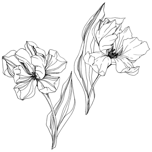 Vector Tulip Black and white engraved ink art. Floral botanical flower. Isolated tulip illustration element. - Вектор,изображение