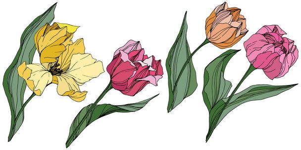 Векторный тюльпан с гравировкой. Цветочный ботанический цветок. Весенний листопад. Изолированный элемент иллюстрации тюльпанов
. - Вектор,изображение