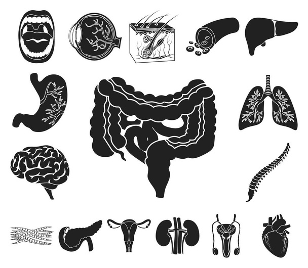 Internal organs of a human black icons in set collection for design. Anatomy and medicine vector symbol stock web illustration. - Vektör, Görsel
