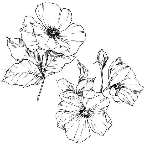 Vektor Rosa canina květina. Černá a bílá vyryto inkoust umění. Izolované rosa canina ilustrace prvek. - Vektor, obrázek