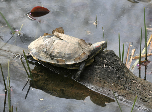 Червона вухата водяна черепаха
 - Фото, зображення