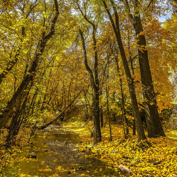 Foresta con foglie dorate e ruscello poco profondo
 - Foto, immagini
