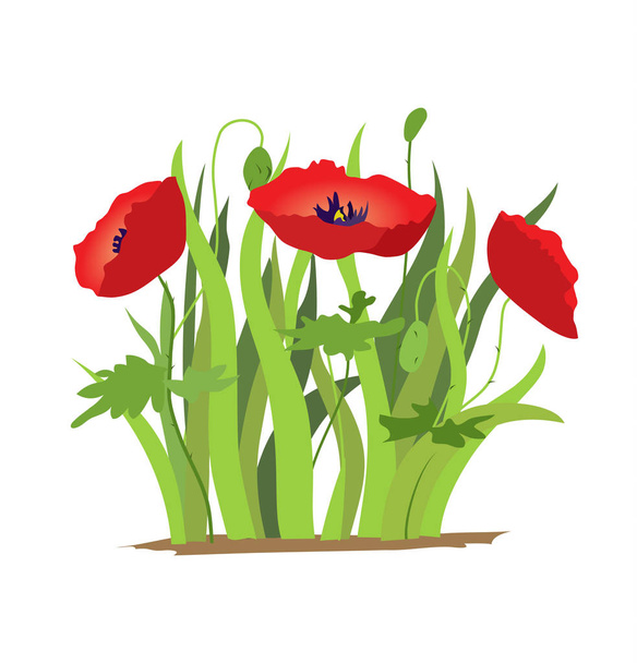 Flor de amapola roja aislada sobre fondo blanco, ilustración vectorial
. - Vector, imagen