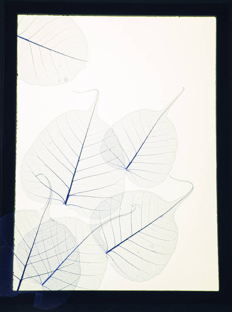 transparente getrocknete Blätter als Hintergrund - Foto, Bild
