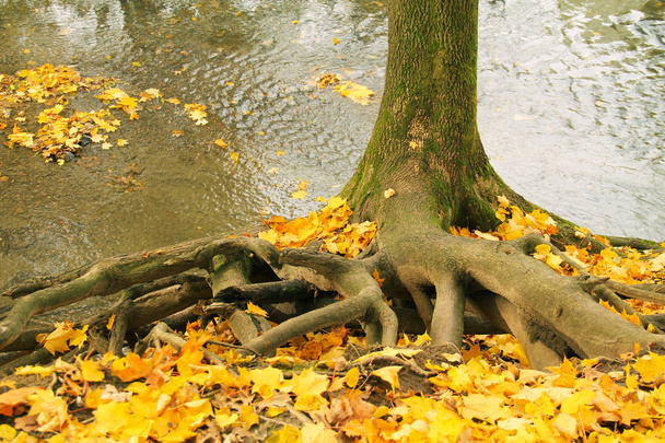 juharfa kinyilatkoztatott görbe gyökerei gazdaság egy folyó partján az őszi és a sárga levelek a földön - Fotó, kép