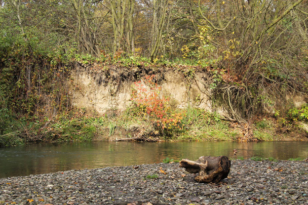 agizda Nehri'nin bir sonbahar ve eski saplama kırmızı woodbine ile ön, diğer bir - Fotoğraf, Görsel