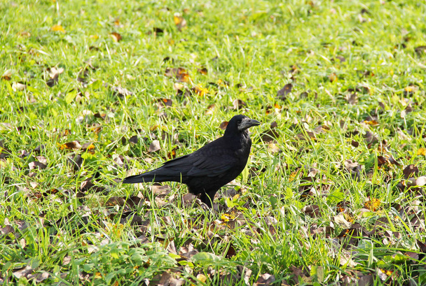 grande corvo preto andando no gramado com folhas caídas no outono
 - Foto, Imagem