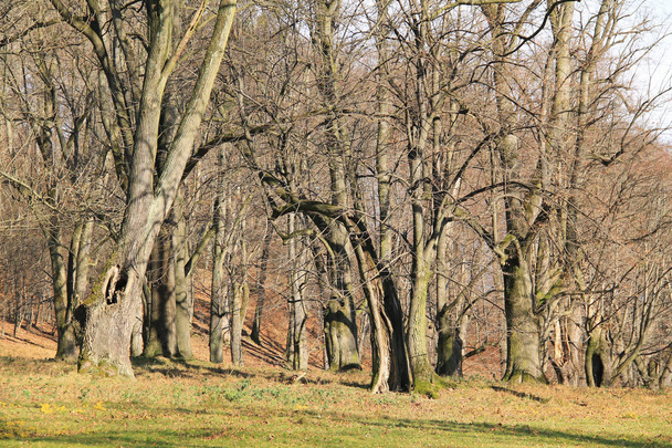 vieux arbres à branches nues en automne à Hukvaldy, République tchèque
 - Photo, image