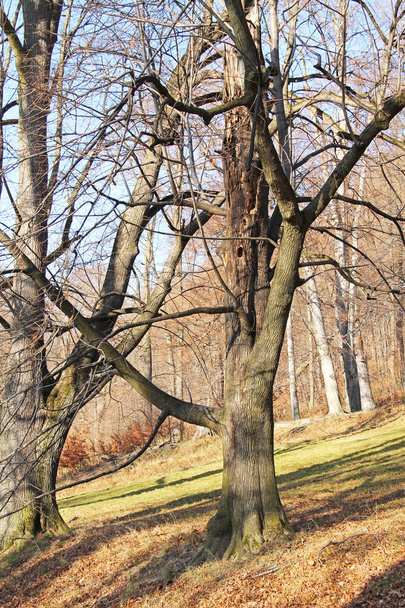 stare drzewa z gołymi gałęziami jesienią w Hukvaldy, Czechy - Zdjęcie, obraz