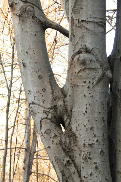 garip bir şekilde içine büyüyen iki kayın ağacı - Fotoğraf, Görsel