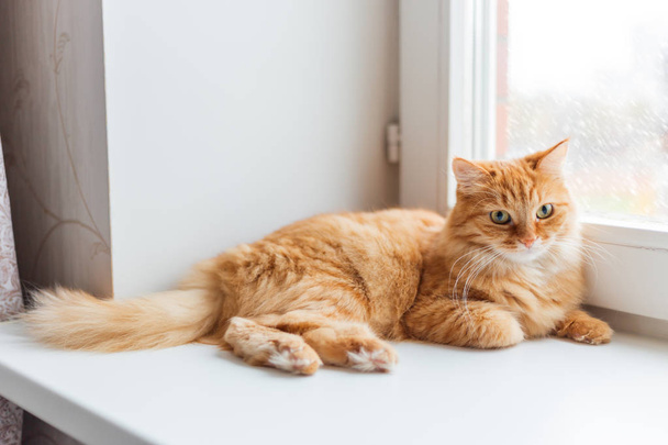 Cute ginger cat siting on window sill and waiting for something. Fluffy snowfall behind window glass. - Foto, afbeelding