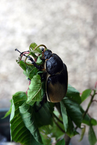 A closeup of a big insect - Photo, Image