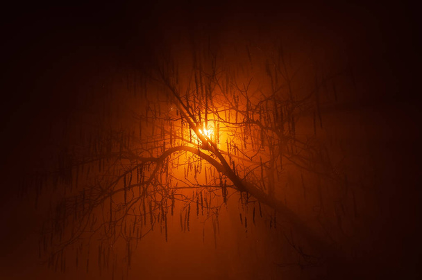 Mysterious silhouette of backlit naked tree in dense fog at night in the winter with radiant orange glow. Halloween and mystery concepts. - Photo, Image