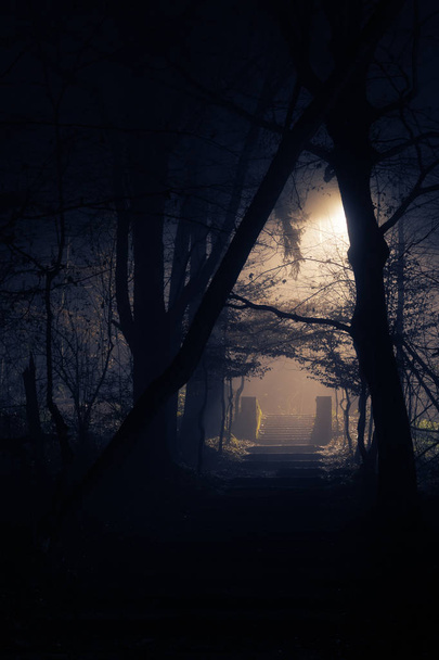 Stare kamienne schody w gęstej mgły w nocy w lesie. Koncepcje grozy i tajemnicy. - Zdjęcie, obraz