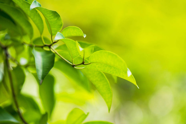 Естественный зеленый лист, свежие зеленые листья деревьев под солнечным светом
 - Фото, изображение
