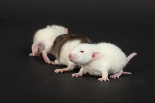 ratas muy jóvenes
 - Foto, Imagen