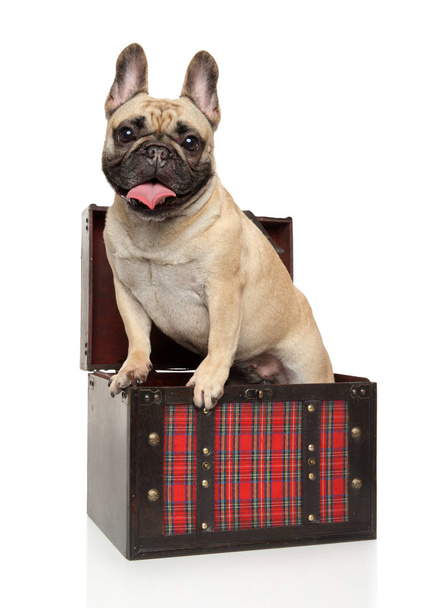 Portrait of a young French bulldog stands in a chest on a white background. Animal themes - Photo, Image