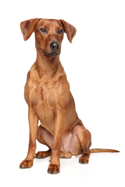 Cute brown German Pinscher sits in front of white background. Animal themes - Photo, Image