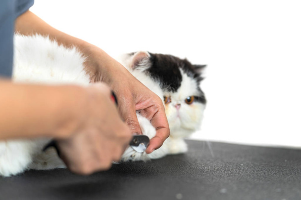 Стрижка кошачьих ногтей в салоне красоты для собак и кошек
 - Фото, изображение