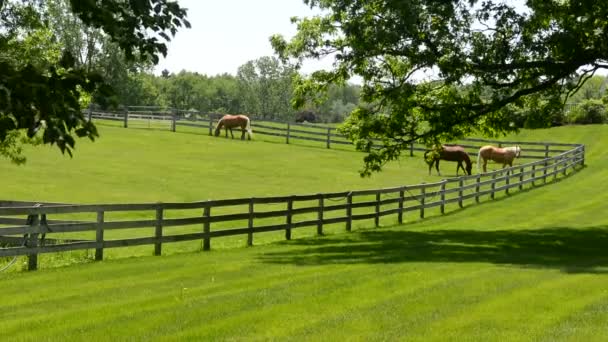 Cavalos alimentando-se em um prado verde exuberante em uma fazenda de cavalos
 - Filmagem, Vídeo