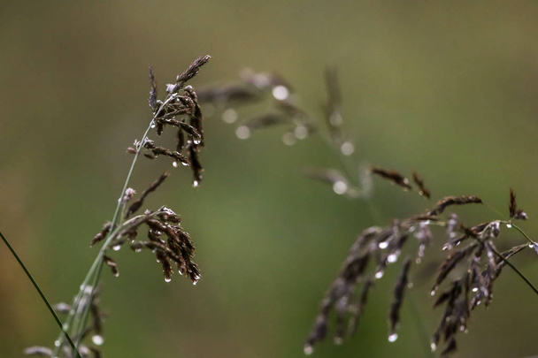 Закрыть свежую густую траву каплями воды после дождя. Капли гнили на зеленой траве в Латвии. Наклонился после дождя. Фон мокрой травы. Изогнутый с капельками дождя на зеленом фоне. - Фото, изображение