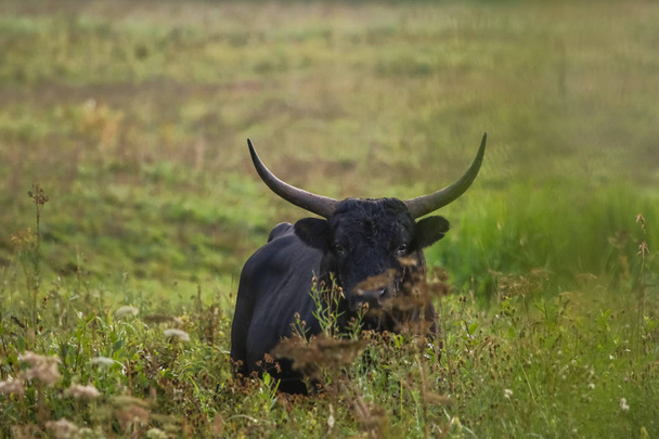 Toro pastando en un prado en la niebla. Buey en un prado de niebla en otoño. Mañana de toros y niebla en el Parque Nacional Kemeri, Letonia. Toro pastando en el prado en la nebulosa mañana de verano. - Foto, imagen