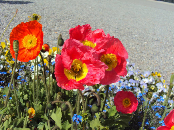 Flores decorativas de jardín en un gran plan
 - Foto, imagen