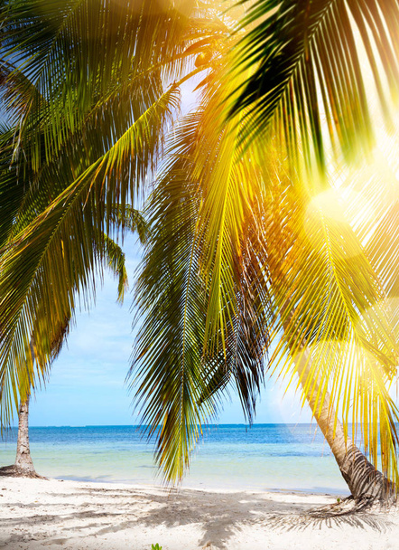 Искусство Мирный отдых фон; Летний тропический пляж
; - Фото, изображение