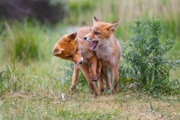 Red fox met cub op groene weide - Foto, afbeelding