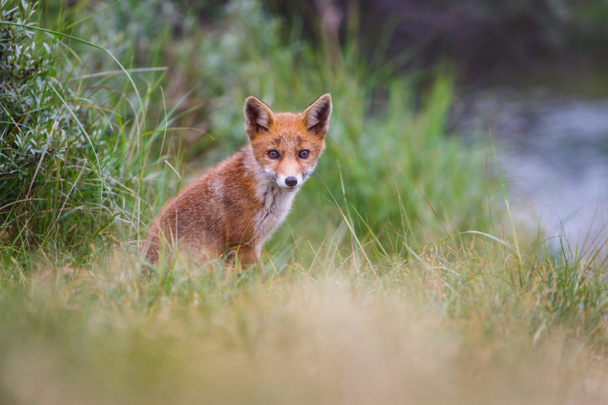 Lindo cachorro de zorro rojo en pradera verde
 - Foto, imagen