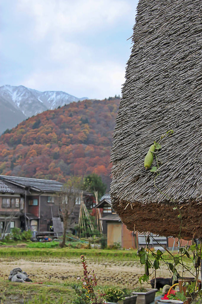 Calabaza como planta que crece en el techo de una casa de gassho en Shirakawago Village - Foto, Imagen