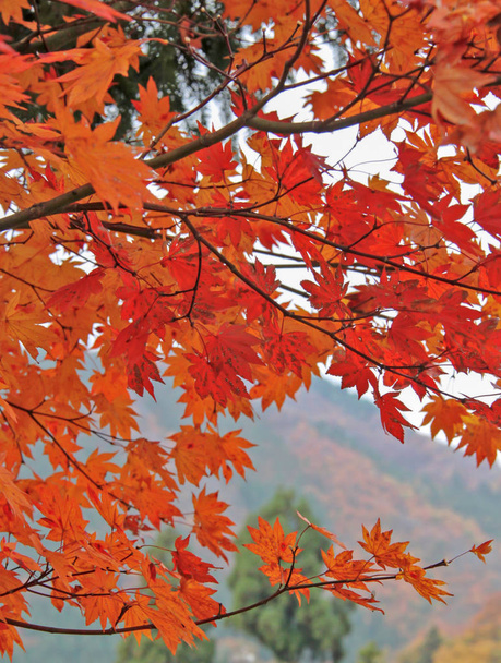 Javorové listy ve vesnici Shirakawago - Fotografie, Obrázek