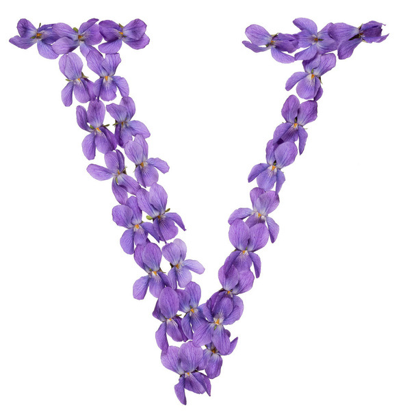 Letra V del alfabeto, de flores de violeta, aisladas sobre fondo blanco
 - Foto, Imagen