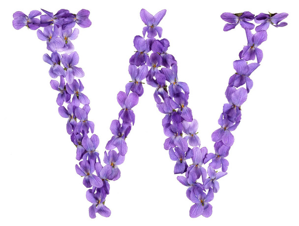 Letra W del alfabeto, de flores de violeta, aisladas sobre fondo blanco
 - Foto, Imagen
