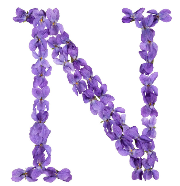 Letra N del alfabeto, de flores de violeta, aisladas sobre fondo blanco
 - Foto, Imagen