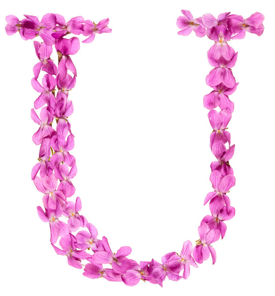 Літера U з алфавіту, з квітів фіолетового, ізольовано на білому тлі
 - Фото, зображення