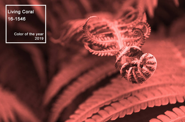 Прекрасні живі листя папороті коралового кольору. Текстурований квітковий фон. Концепція кольору року 2019
. - Фото, зображення