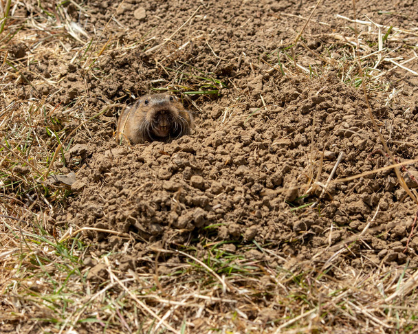 A fej egy zseb Gopher (Geomyidae) jön ki egy ás a piszok, fogak bemutatás - Fotó, kép