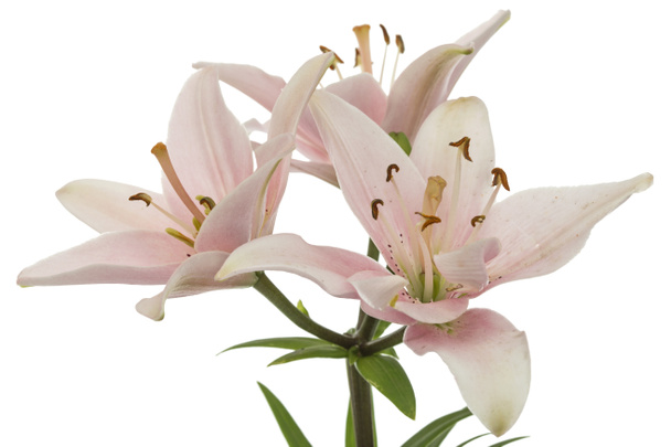 Flor de lírio rosa, isolado sobre fundo branco - Foto, Imagem