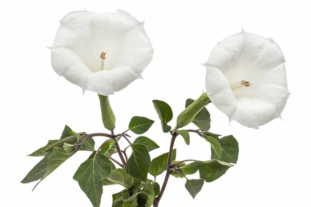 Datura kwiat, dope, dziędzierzawa, jabłko ciernia, jimsonweed, izolowana na białym tle - Zdjęcie, obraz