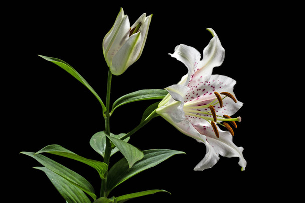 Flower of white lily, isolated on black background - Photo, Image