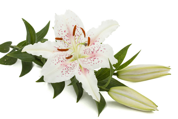 Цветок белой лилии, выделенный на белом фоне - Фото, изображение