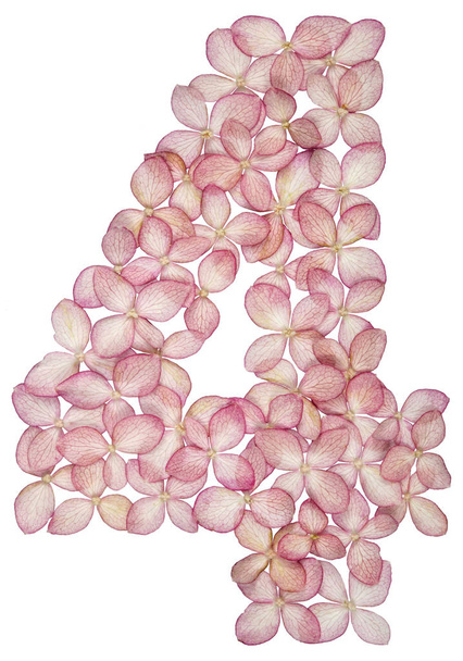 Cyfry arabskie 4, cztery, z kwiatów hortensji, izolowana na białym tle - Zdjęcie, obraz