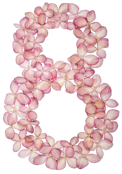 Chiffre arabe 8, huit, à partir de fleurs d'hortensia, isolé sur fond blanc
 - Photo, image