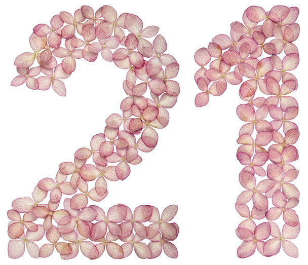 Número arábico 21, vinte e um, de flores de hortênsia, isolado sobre fundo branco
 - Foto, Imagem