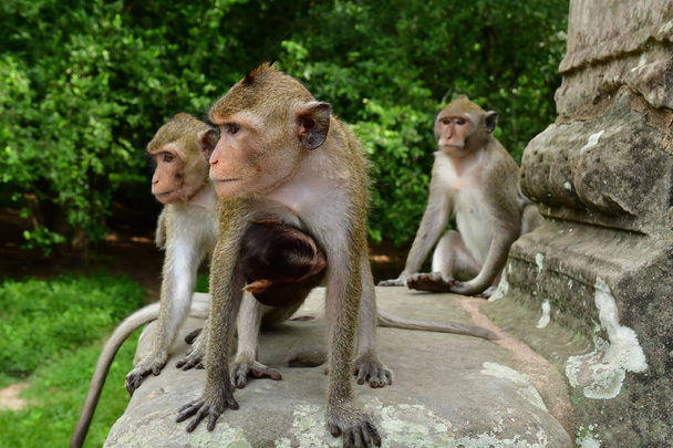 Σιέμ Ριπ:? Βασίλειο της Καμπότζης - Αύγουστος 23 2018: μαϊμού στο Angkor Wat ο ναός - Φωτογραφία, εικόνα