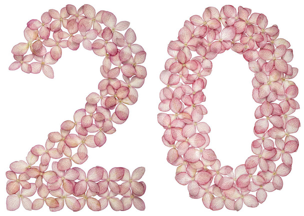 Арабські цифри 20, двадцять, від квітів гортензії, ізольовані на білому тлі - Фото, зображення