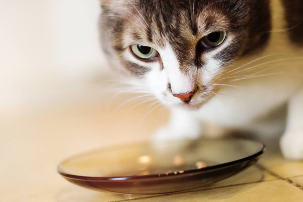 Cat's face close-up over an empty bowl with no food.  - Fotó, kép