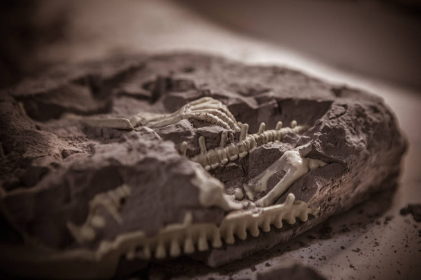 Dinosaur fossils, Jurassic era, Paleontological excavations - Photo, Image